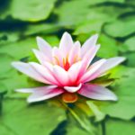 An Effortless 5-Minute Kundalini Ritual Waterlily Pink Water Lily Water Plant 158465 150x150